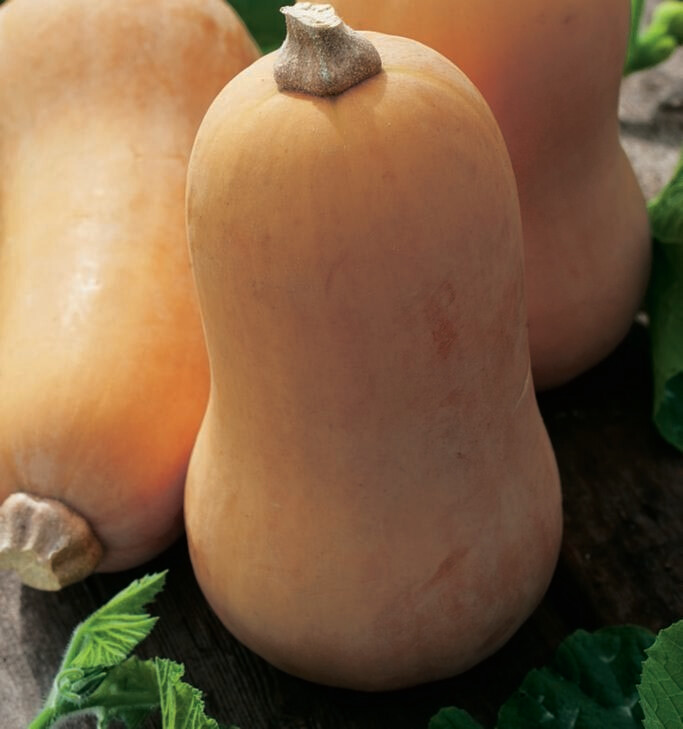 Squash Honeynut Organic Seed