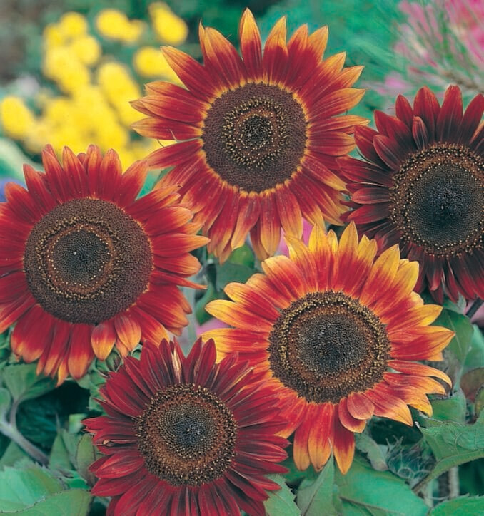 Sunflower Evening Sun Seed
