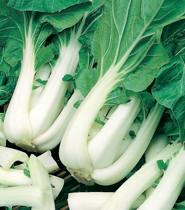 Cabbage Chinese Pac Choi Seed