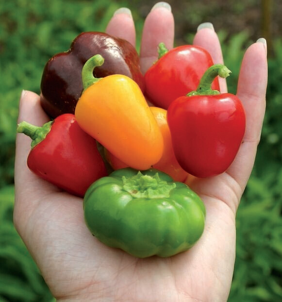 Pepper Sweet Baby Bell Organic Seed