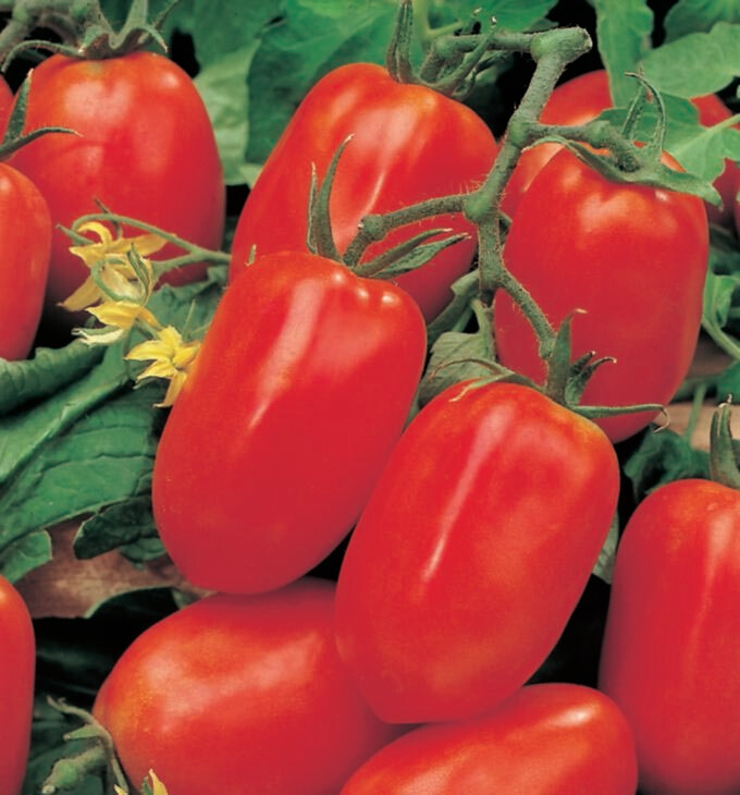Tomato San Marzano Roma Seed