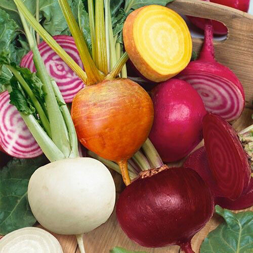 Beet Gourmet Blend Seed