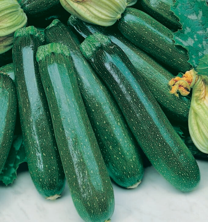 Squash Fordhook Zucchini Organic Seed