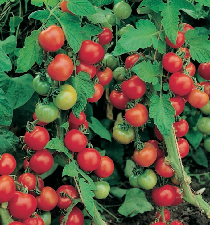 Tomato Sweet 100 Cherry Seed
