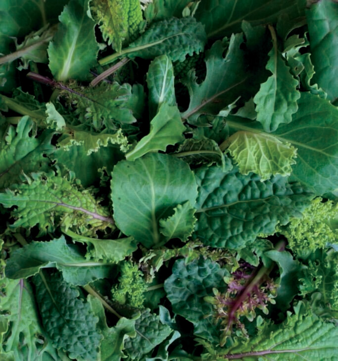 Kale Nancy&#39;s Baby Leaf Blend Organic Seed