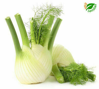 Fennel Sweet Florence Seed