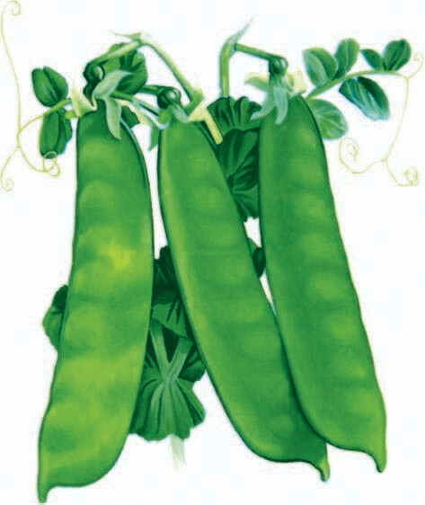 Snow Pea Dwarf Grey Sugar Heritage Seed