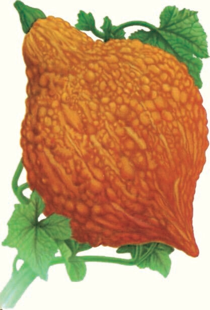 Squash Golden Hubbard Heritage Seed