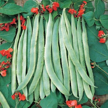 Bean Scarlet Runner Seed