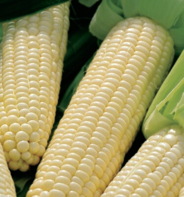 Corn White Silver Queen Seed