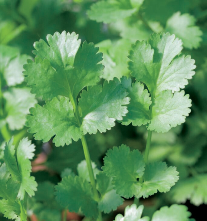Cilantro Leisure Organic Seed