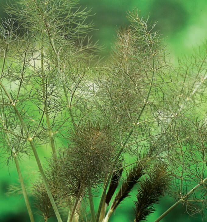 Fennel Bronze Seed