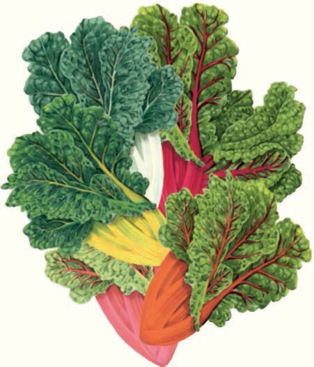 Silver Beet Five Color Heritage Seed