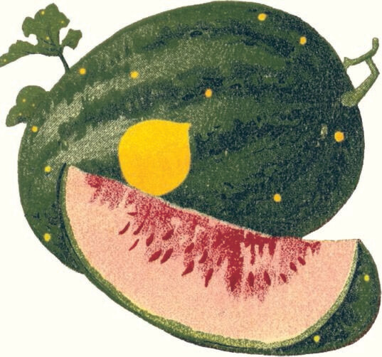Watermelon Moon and Stars Heritage Seed