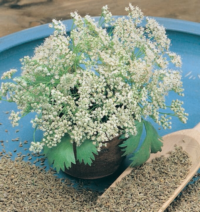 Anise Seed