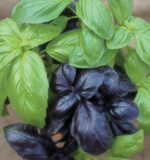 Basil Monet&#39;s Mix Organic Seed