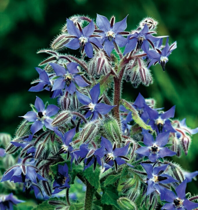 Borage Seed