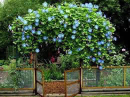 Morning Glory Heavenly Blue Seed