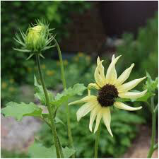 Sunflower Italian White Seed
