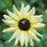 Sunflower Italian White Seed