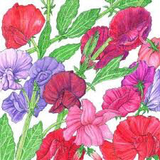 Sweet Peas Old Spice Heritage Mix Seed