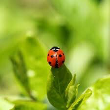 Beneficial Bug Mixture Seed