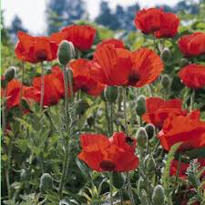 Poppy Oriental Scarlet Seed