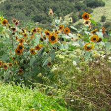 Sunflower Evening Sun Seed