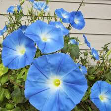 Morning Glory Heavenly Blue Seed