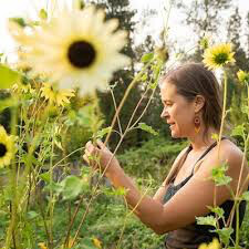 Sunflower Italian White Seed
