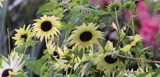 Sunflower Italian White Seed
