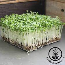 Cabbage Chinese Pac Choi Seed