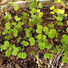 Collards Georgia Green Seed