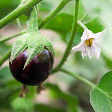Eggplant Black Beauty Seed