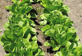 Lettuce Romaine Seed