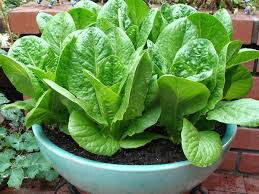 Lettuce Romaine Seed