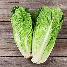 Lettuce Romaine Seed