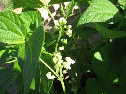 Bean bush lake seed organic