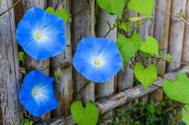 Morning Glory Heavenly Blue Seed