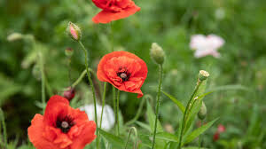 Poppy Oriental Scarlet Seed