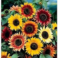Sunflower Hart&#39;s Special Mix Seed
