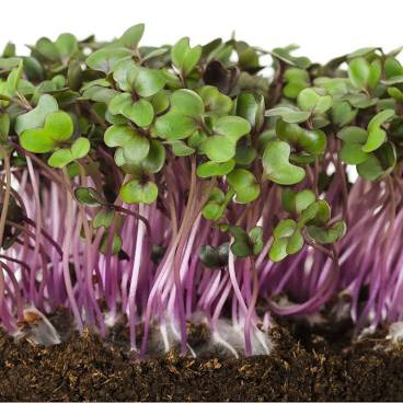 Cabbage Red Acre Seed