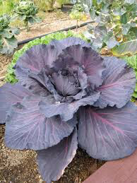 Cabbage Red Acre Seed