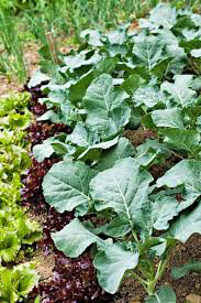 Collards Georgia Green Seed