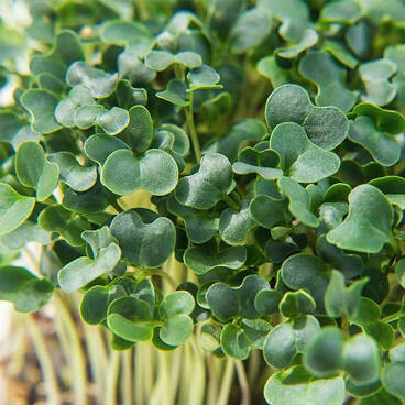 Kale Nancy&#39;s Baby Leaf Blend Organic Seed