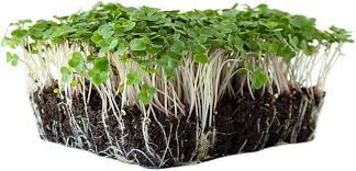 Kale Red Russian Seed