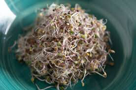 Kale Red Russian Seed