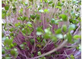 Kale Red Russian Seed
