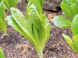 Lettuce Romaine Seed