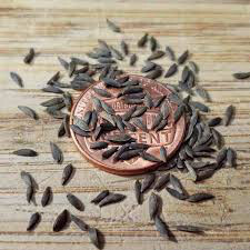 Lettuce Black Seeded Simpson Seed